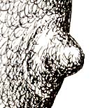 Nipple detail from "Hot, Heavy & Raunchy"